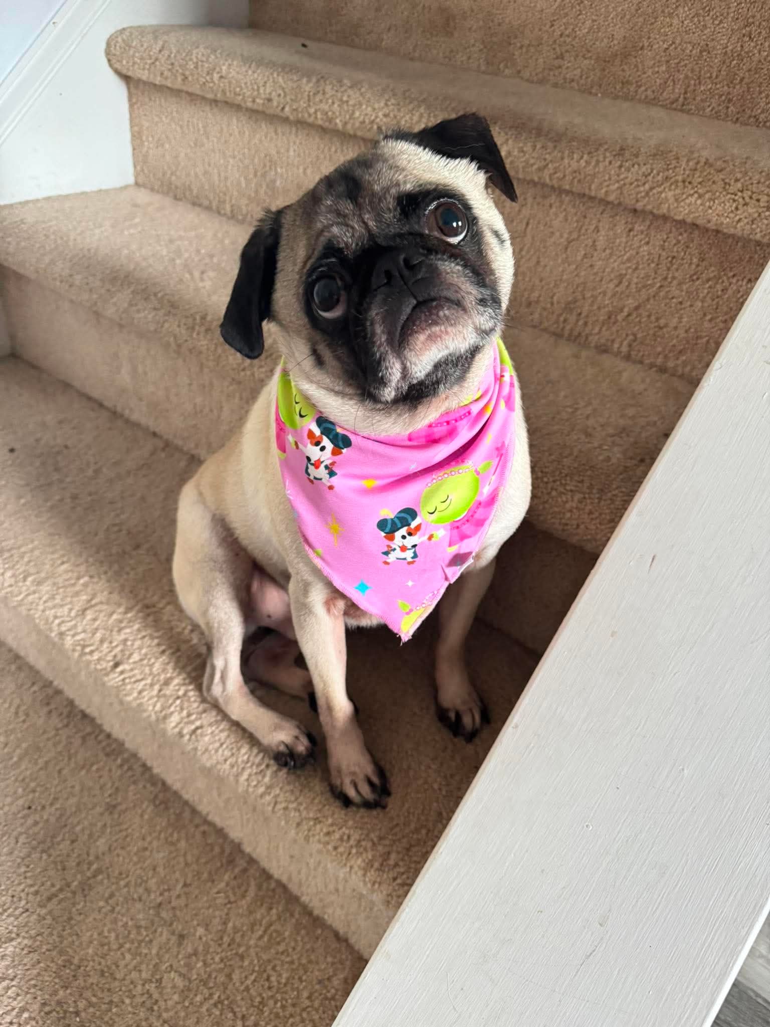 Dog Bandana - Nanalan' Wonderful Girl - Tencel Modal